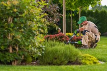 Tips for Maintaining and Extending the Lifespan of Your Cordless Hedge Trimmer