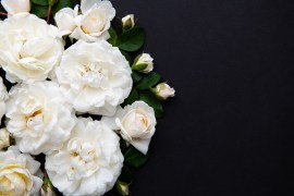 Expressing Empathy: Words of Condolence for the Loss of a Mother